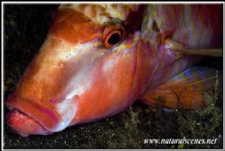 Portrait of a sleeping goatfish Tulamben, USS Liberty wre... by Yves Antoniazzo 